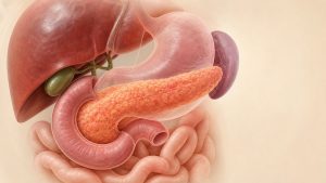 Illustration médicale du pancréas dans le système digestif